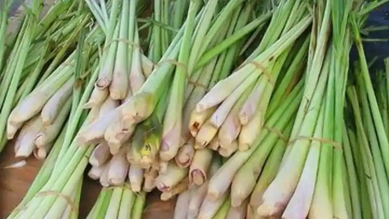 Foto - Tips Mengusir Kecoa Di Kabin Mobil, Bisa Manfaatkan Bahan-Bahan Dapur