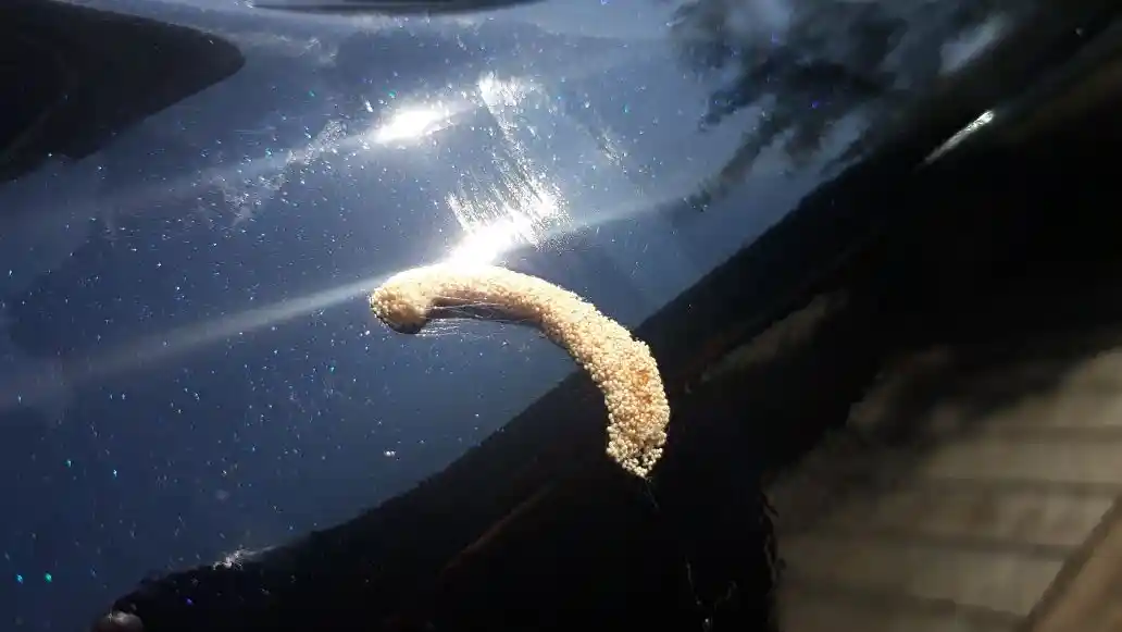 Tips - Sakit Tak Berdarah, Ini Bahaya Getah Pohon Untuk Cat Mobil Anda