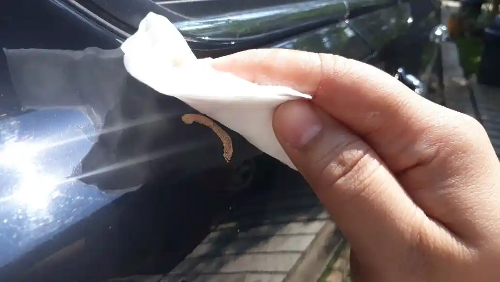 Foto - Bodi Mobil Kena Getah Pohon? ini cara mudah membersihkannya