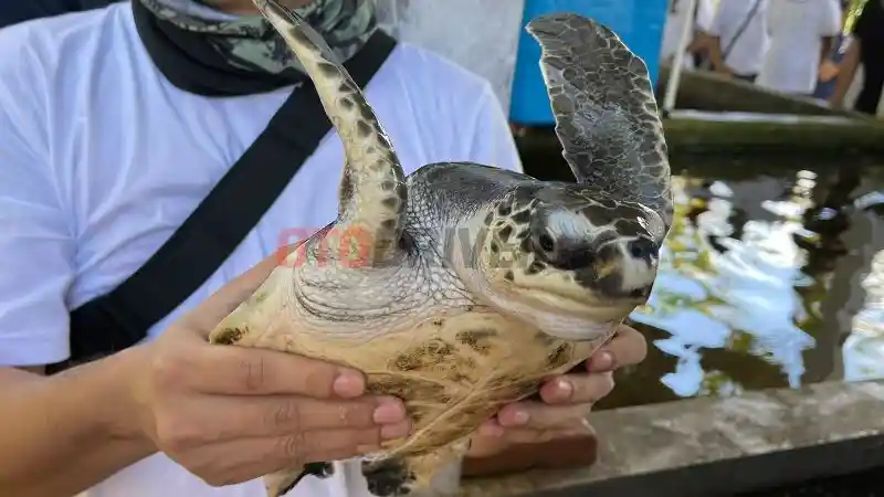 Foto - Mendukung Konservasi Penyu, All New Xenia Tak Kualahan Diajak Ke Pesisir Pantai