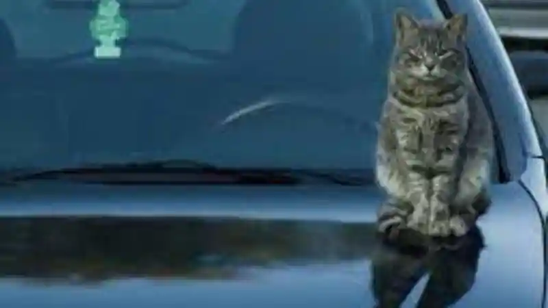 Tips - Mobil Parkir Di Rumah Saja, Awas Kucing Rusak Permukaan Cat!