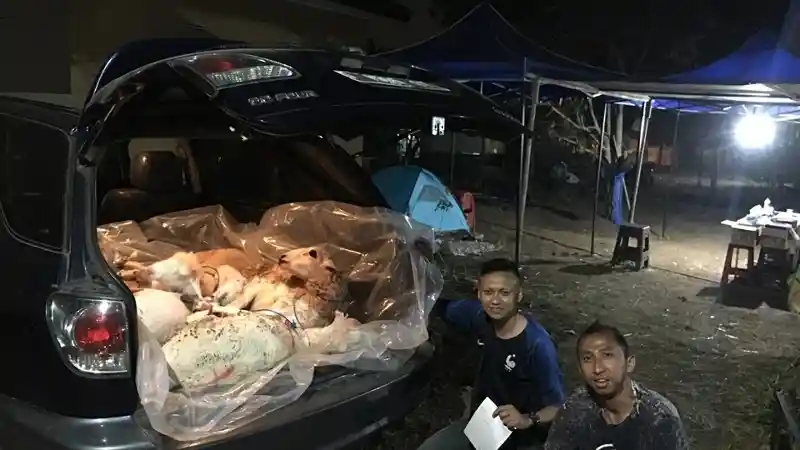 Berita - Ketika Kambing Untuk Kurban Diantar Pakai Toyota Harrier