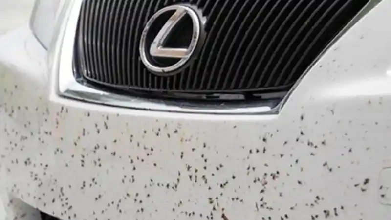 Foto - Waspada Samber Mata, Momok Mengerikan Tol Trans Jawa Menjelang Malam