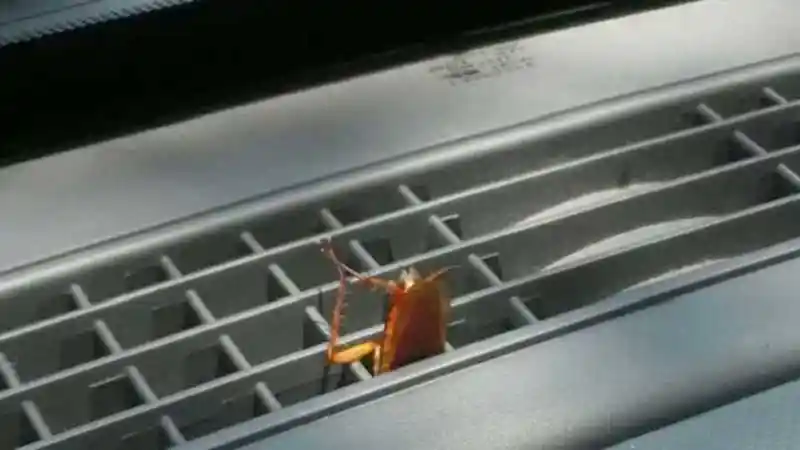 Tips - Mobil Anda Jadi Sarang Serangga? Lakukan Hal Ini