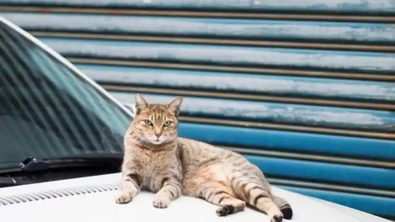 Foto - Mobil Parkir Di Rumah Saja, Awas Kucing Rusak Permukaan Cat!