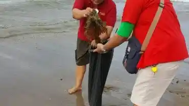 Foto - Innova Community Rela Pungut Sampah di Pantai Agar Jadi Contoh Baik 