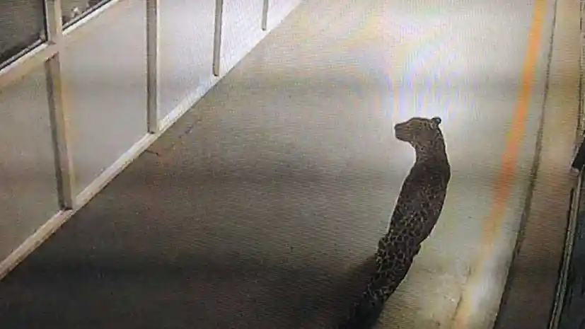 Foto - Duh, Pabrik Suzuki India Hentikan Produksi Karena Hewan Buas Ini