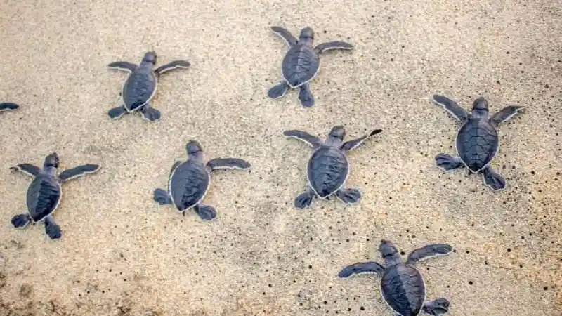 Foto - Tak Cuma Produksi Mobil, Daihatsu Indonesia Juga Rajin Rilis Tukik