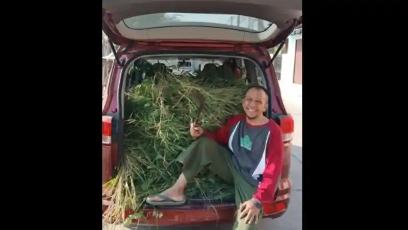 Foto - Jelang Idul Adha, Wuling Confero Dipakai Angkut Rumput Pakan Sapi Kurban