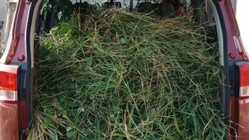 Foto - Jelang Idul Adha, Wuling Confero Dipakai Angkut Rumput Pakan Sapi Kurban