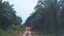  Mengenal Aek Latong-Batu Jomba, Jalur Angker Lintas Tengah Sumatra Utara