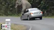  VIDEO: Mengerikan! Gajah Ngamuk Ini Hancurkan Vios Di Jalan Raya