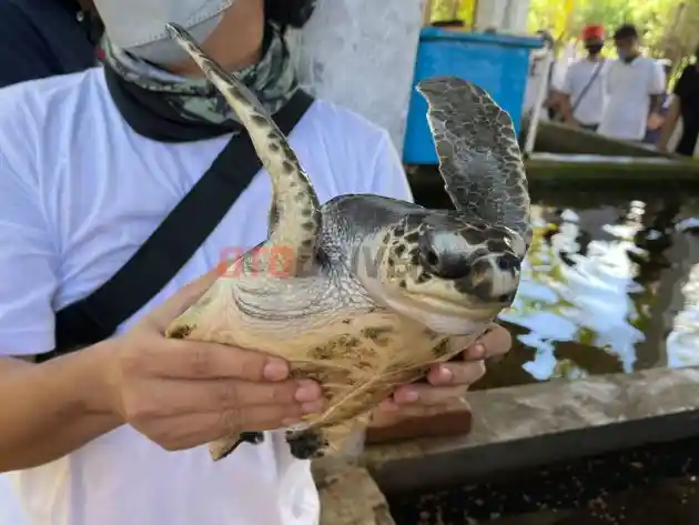 Foto - Mendukung Konservasi Penyu, All New Xenia Tak Kualahan Diajak Ke Pesisir Pantai