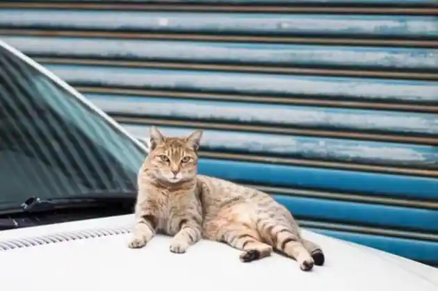 Foto - Mobil Parkir Di Rumah Saja, Awas Kucing Rusak Permukaan Cat!