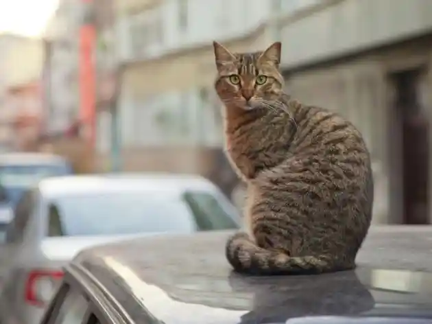 Foto - Cara Hindari Kucing Liar Yang Sebabkan Baret Di Bodi Mobil