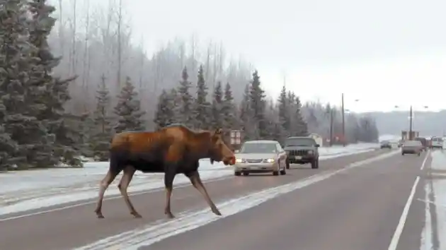 Foto - Mengenal Moose Test dan Sejarahnya