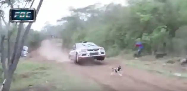 Foto - VIDEO: Anjing Paling Beruntung Setelah Nyaris Terlindas Lancer Evolution