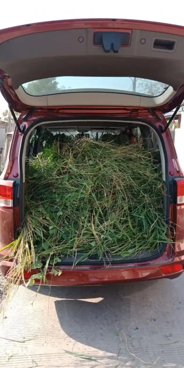 Foto - Jelang Idul Adha, Wuling Confero Dipakai Angkut Rumput Pakan Sapi Kurban